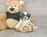5 week old Shih Tzu Puppy For Sale - Pilesgrove Pups