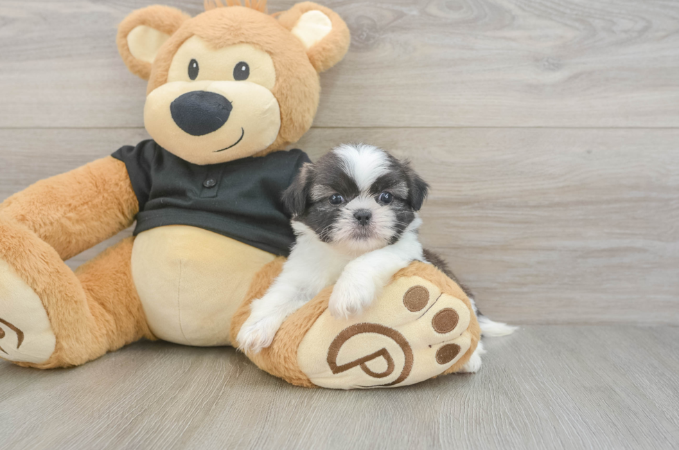 5 week old Shih Tzu Puppy For Sale - Pilesgrove Pups