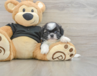 5 week old Shih Tzu Puppy For Sale - Pilesgrove Pups