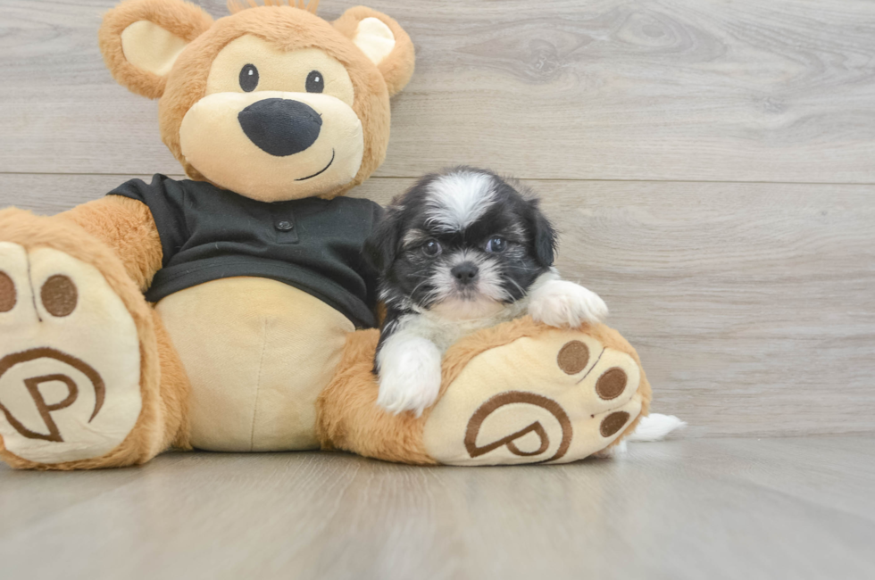 5 week old Shih Tzu Puppy For Sale - Pilesgrove Pups