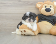 5 week old Shih Tzu Puppy For Sale - Pilesgrove Pups