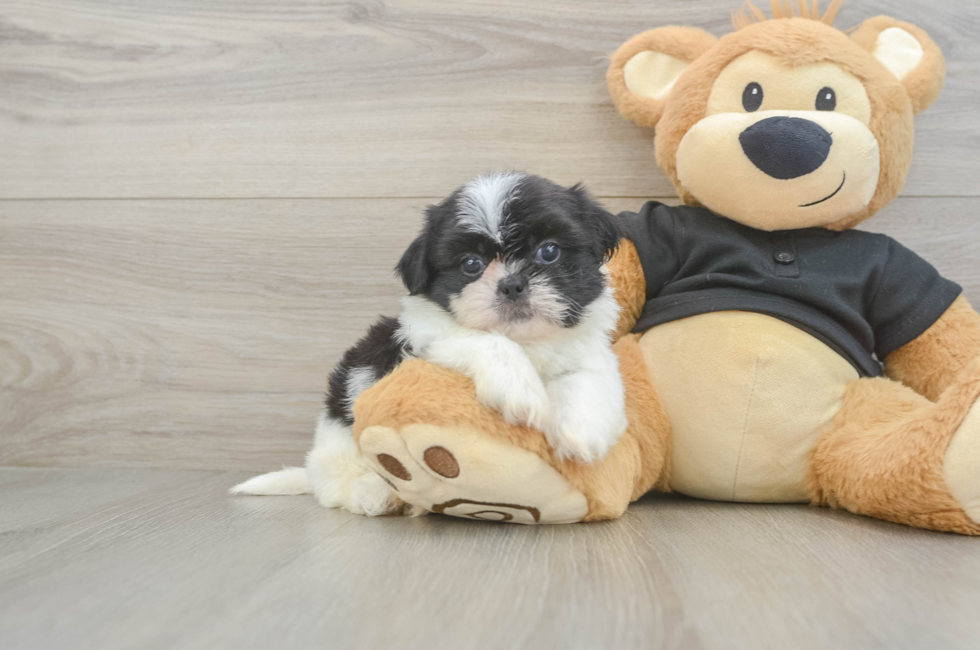 5 week old Shih Tzu Puppy For Sale - Pilesgrove Pups