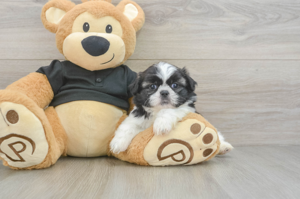 5 week old Shih Tzu Puppy For Sale - Pilesgrove Pups