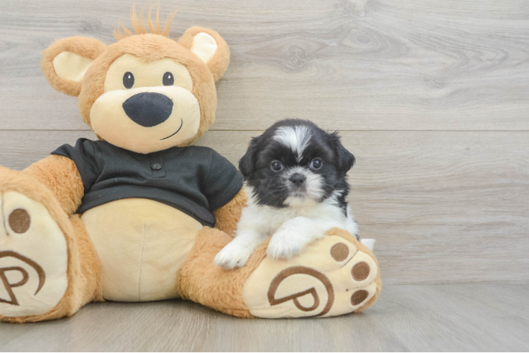 Shih Tzu Pup Being Cute