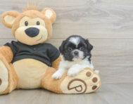 5 week old Shih Tzu Puppy For Sale - Pilesgrove Pups