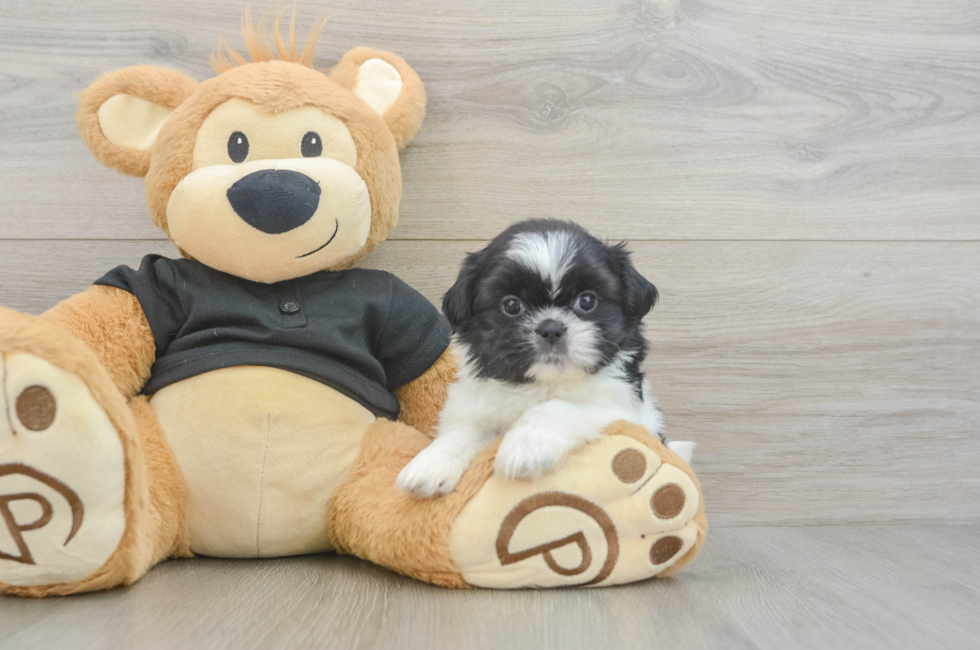 5 week old Shih Tzu Puppy For Sale - Pilesgrove Pups