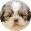 Shih Tzu Puppy For Sale - Pilesgrove Pups Shih Tzu Puppy For Sale - Pilesgrove Pups