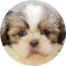 Shih Tzu Puppies For Sale - Pilesgrove Pups Shih Tzu Puppies For Sale - Pilesgrove Pups