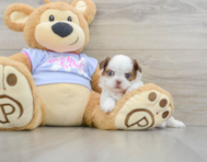 5 week old Shih Tzu Puppy For Sale - Pilesgrove Pups