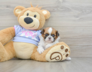 5 week old Shih Tzu Puppy For Sale - Pilesgrove Pups