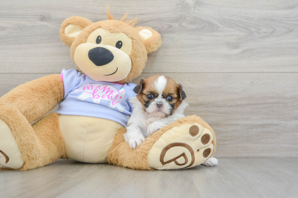 Hypoallergenic Shih Tzu Baby