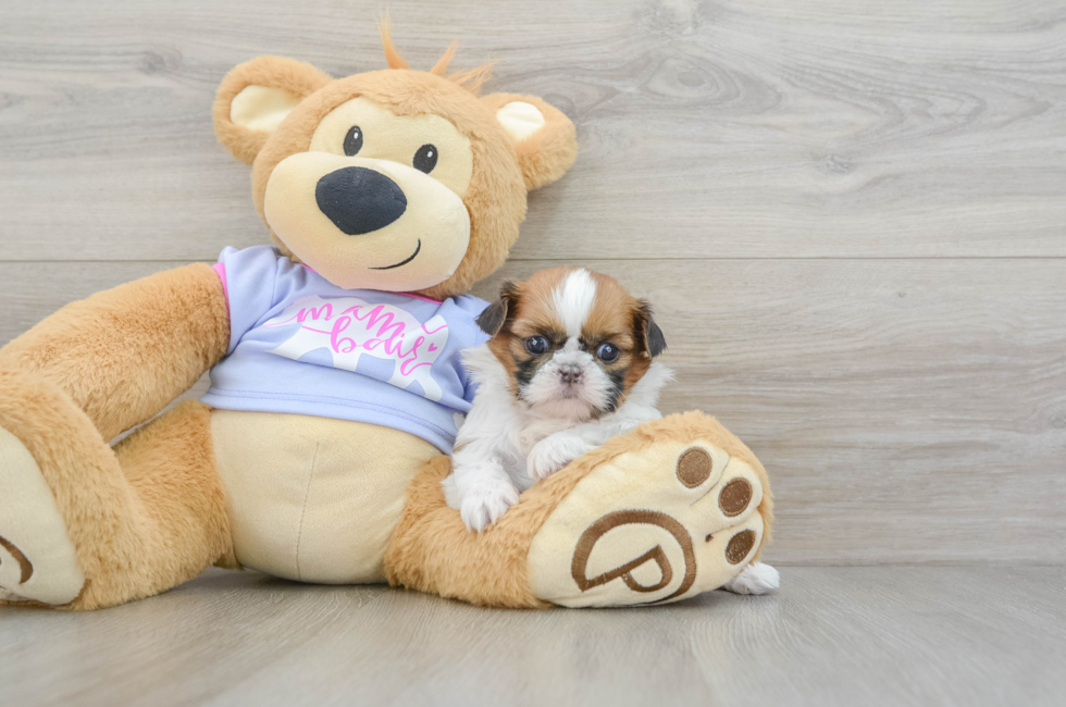 5 week old Shih Tzu Puppy For Sale - Pilesgrove Pups