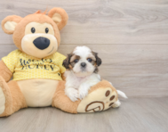 5 week old Shih Tzu Puppy For Sale - Pilesgrove Pups