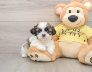 5 week old Shih Tzu Puppy For Sale - Pilesgrove Pups