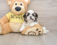 5 week old Shih Tzu Puppy For Sale - Pilesgrove Pups