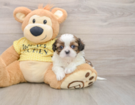 9 week old Shih Tzu Puppy For Sale - Pilesgrove Pups