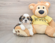 5 week old Shih Tzu Puppy For Sale - Pilesgrove Pups