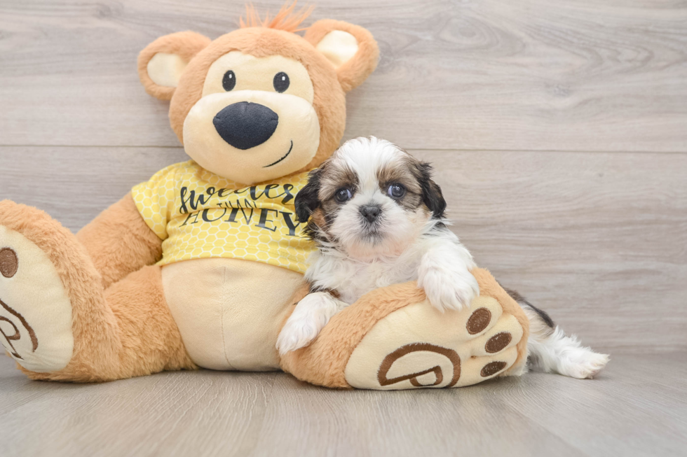 Shih Tzu Pup Being Cute
