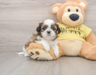 5 week old Shih Tzu Puppy For Sale - Pilesgrove Pups