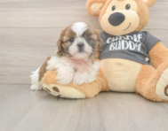 7 week old Shih Tzu Puppy For Sale - Pilesgrove Pups