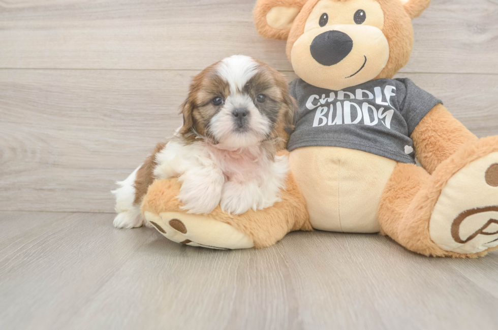 7 week old Shih Tzu Puppy For Sale - Pilesgrove Pups