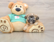 5 week old Shih Tzu Puppy For Sale - Pilesgrove Pups