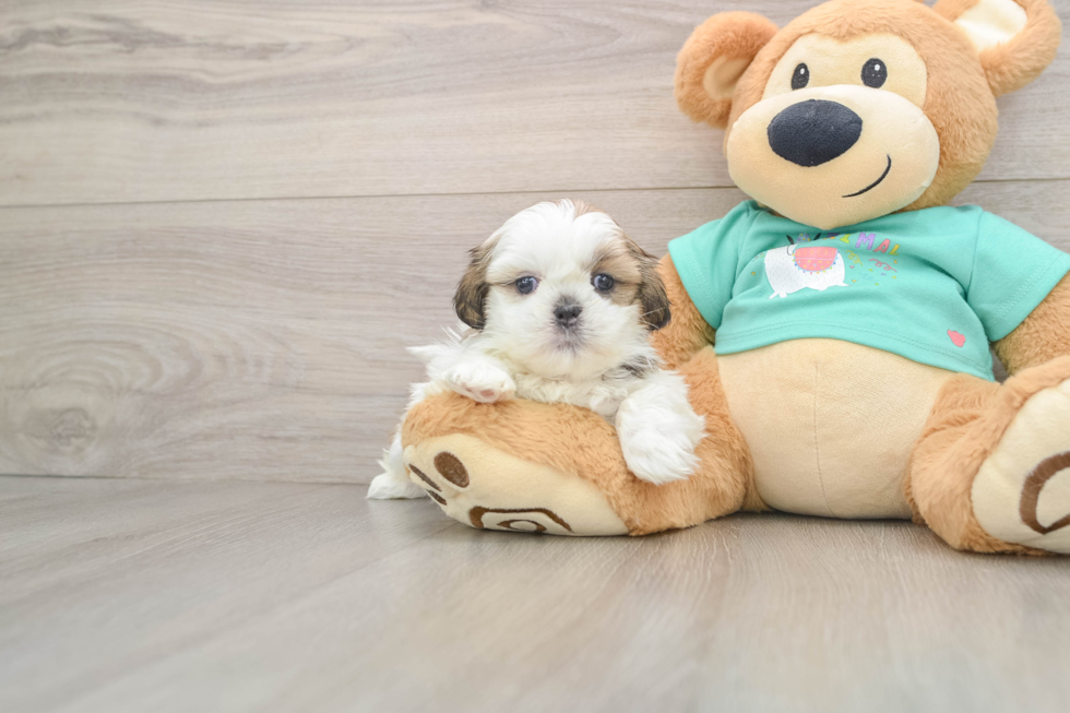 Shih Tzu Puppy for Adoption