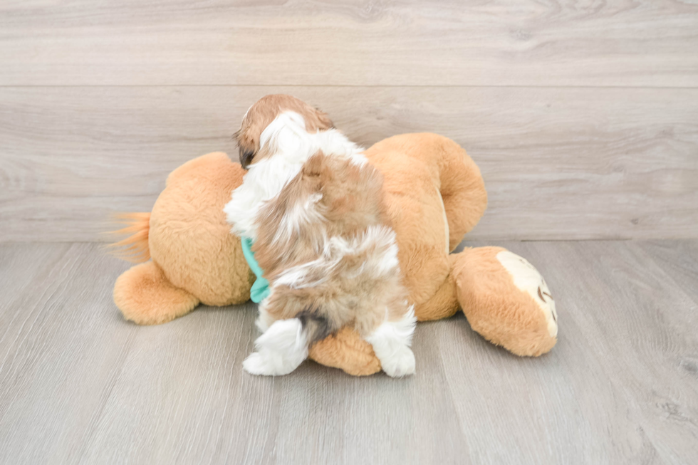 Shih Tzu Pup Being Cute