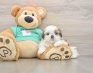 5 week old Shih Tzu Puppy For Sale - Pilesgrove Pups