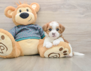 5 week old Shorkie Puppy For Sale - Pilesgrove Pups