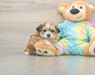 6 week old Shorkie Puppy For Sale - Pilesgrove Pups