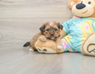 6 week old Shorkie Puppy For Sale - Pilesgrove Pups