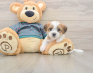 6 week old Shorkie Puppy For Sale - Pilesgrove Pups