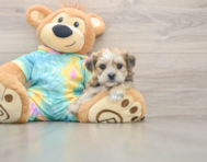 6 week old Shorkie Puppy For Sale - Pilesgrove Pups