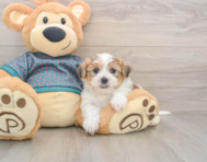 5 week old Shorkie Puppy For Sale - Pilesgrove Pups