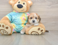 6 week old Shorkie Puppy For Sale - Pilesgrove Pups
