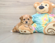 6 week old Shorkie Puppy For Sale - Pilesgrove Pups
