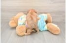 Best Shorkie Baby