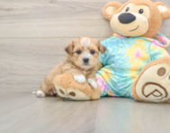 6 week old Shorkie Puppy For Sale - Pilesgrove Pups
