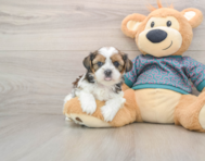 5 week old Shorkie Puppy For Sale - Pilesgrove Pups