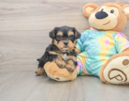8 week old Shorkie Puppy For Sale - Pilesgrove Pups