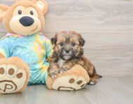 5 week old Shorkie Puppy For Sale - Pilesgrove Pups
