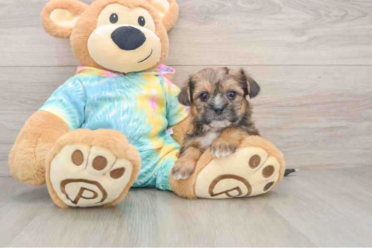 Best Shorkie Baby