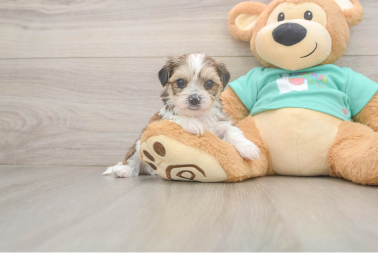 Best Shorkie Baby