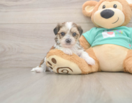 5 week old Shorkie Puppy For Sale - Pilesgrove Pups