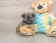 8 week old Shorkie Puppy For Sale - Pilesgrove Pups