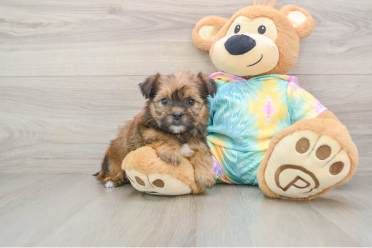 Little Shorkie Tzu Designer Puppy