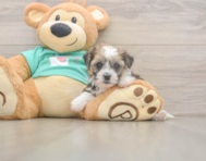 5 week old Shorkie Puppy For Sale - Pilesgrove Pups