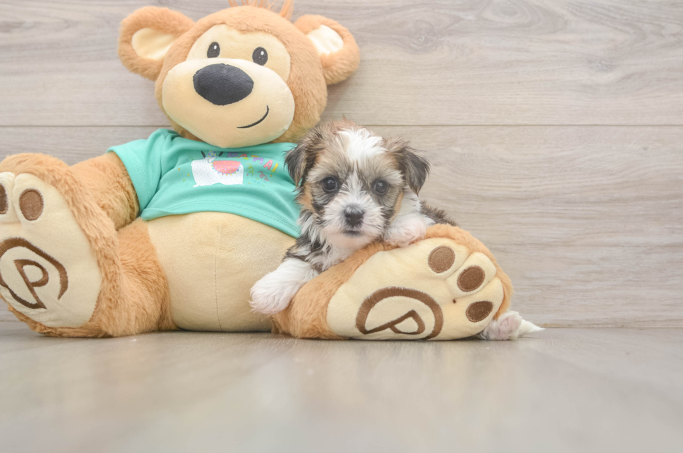 6 week old Shorkie Puppy For Sale - Pilesgrove Pups