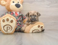 6 week old Shorkie Puppy For Sale - Pilesgrove Pups